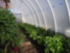 Green house